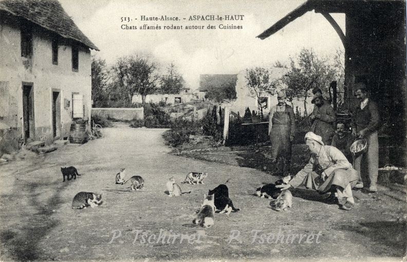 Aspach-le-Haut-chats-1915