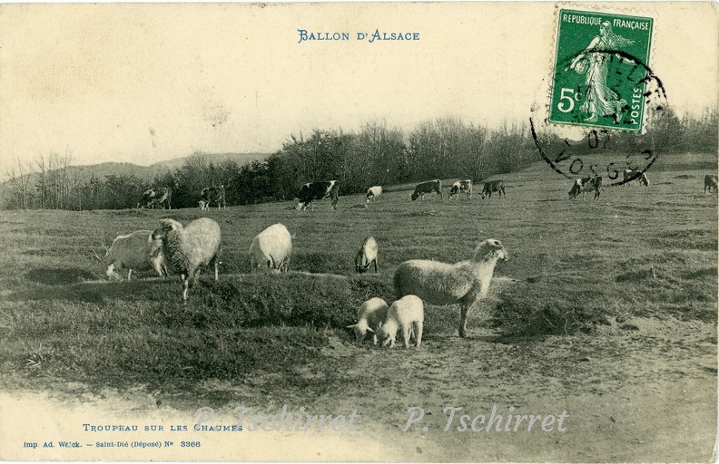 Ballon-Alsace-Troupeau-sur-les-chaumes-1907-r.jpg