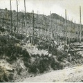 06-N7-Hartmannswillerkopf-etat-de-la-foret-1914 r