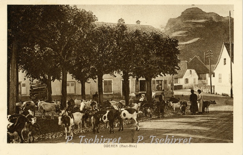 Oderen-troupeau-de-chevres-1930-r.jpg